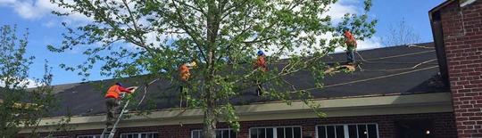 Trees Next To A House